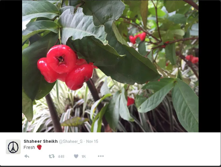 Tapi kok, emoticonnya buah stroberi ya? © Twitter.com/Shaheer_S
