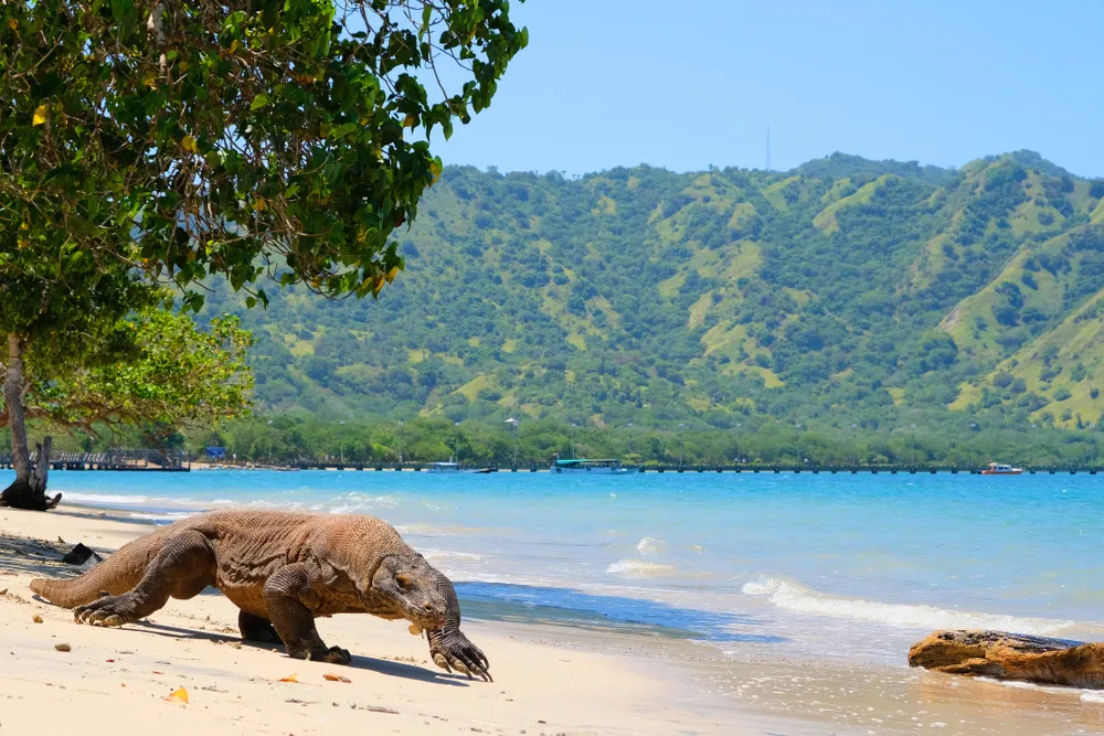 Credit: Shutterstock