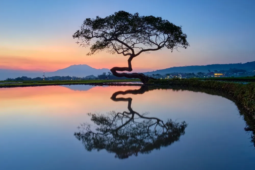 (c) Shutterstock