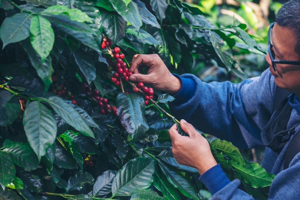 Beda Arabica Robusta Liberica Ngaku Pencinta Kopi Wajib Tahu Ini 1034