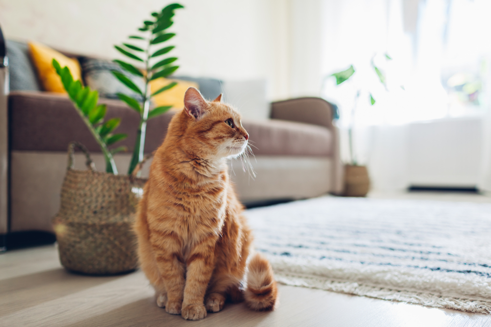 When disturbed, the Orange Cat can be detected from its ears. (c)Shutterstock