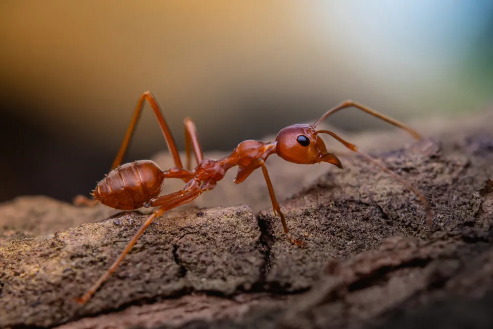 Ilustrasi (credit: Shutterstock)