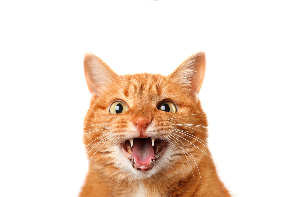 An angry cat can also be seen from its ears. (c) Shutterstock