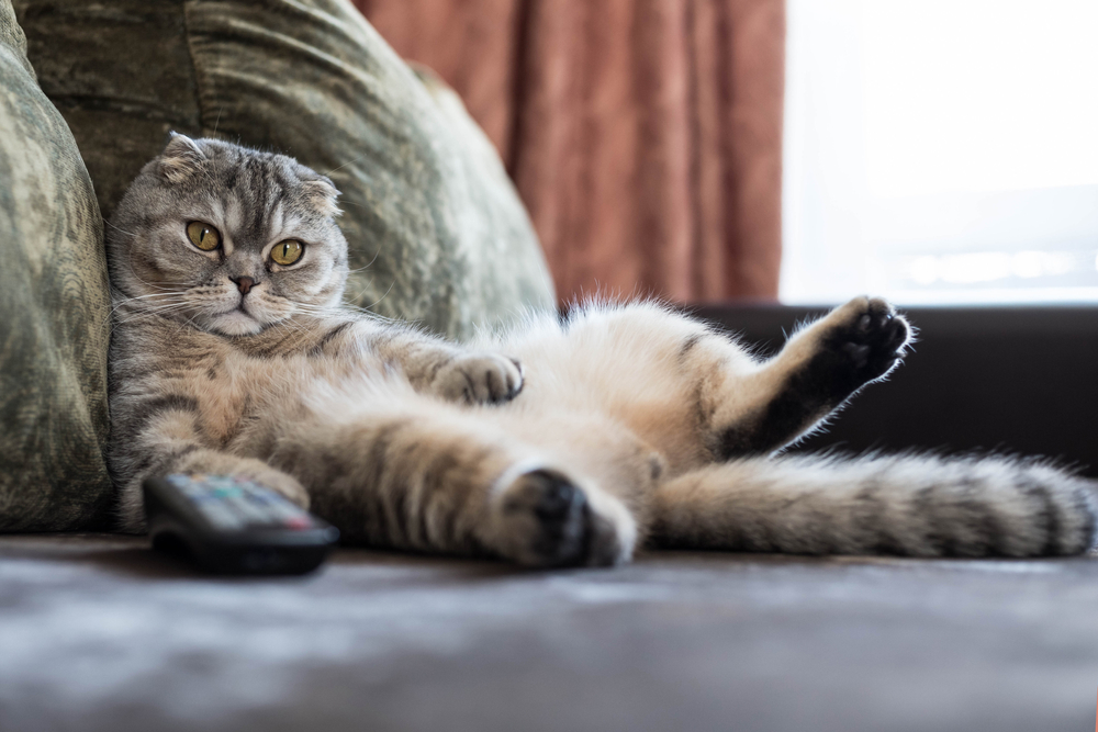 Cat attracted to TV sound. (c) Shutterstock