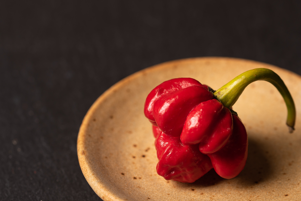 Credit: Shutterstock.com