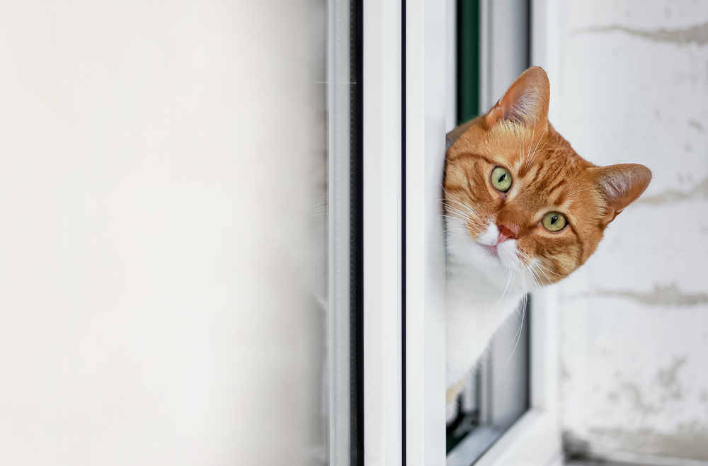 Flat ears indicate fear in cats. (c) Shutterstock