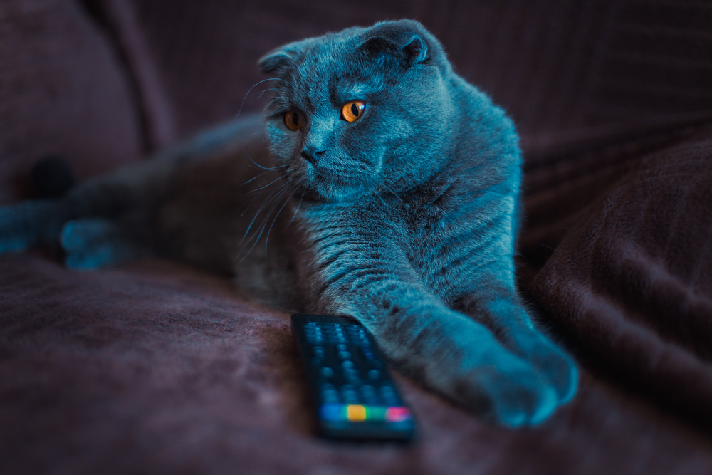 TV emissions dazzle cat's eyes. (c)Shutterstock