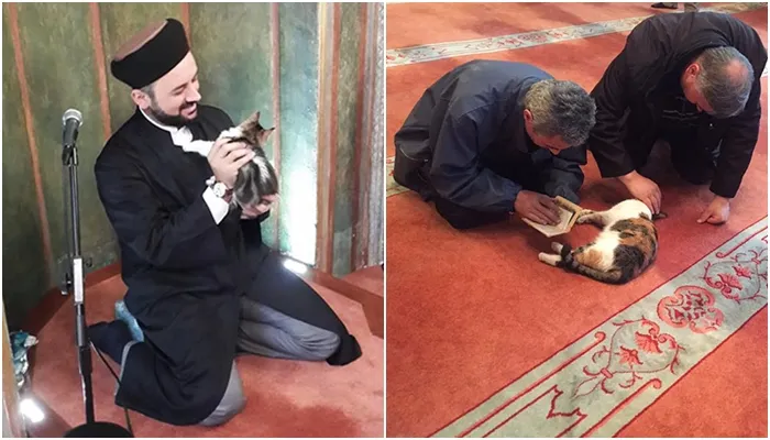 Unik, Hanya di Masjid Ini Para Jamaah Ibadah Bareng Kucing 
