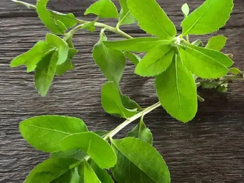 Daun Beluntas untuk Menurunkan Kolesterol