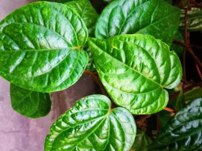 Daun Sirih untuk Hipertensi dan Kolesterol Tinggi