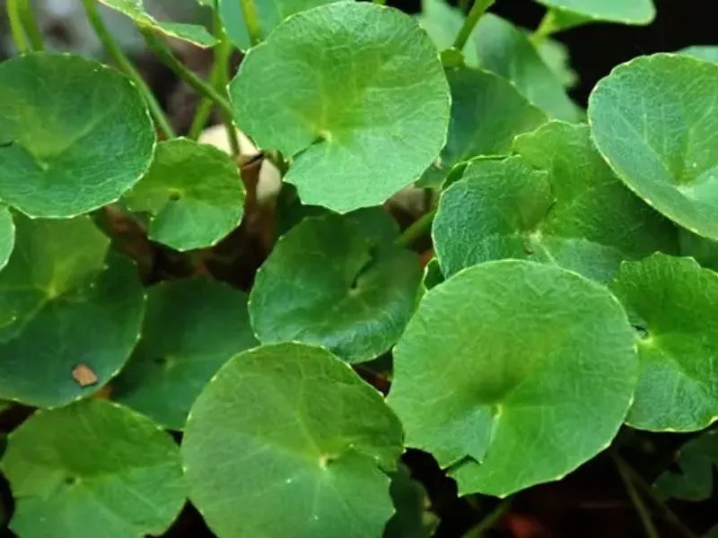 Daun Pegagan untuk Mengontrol Gula Darah dan Hipertensi
