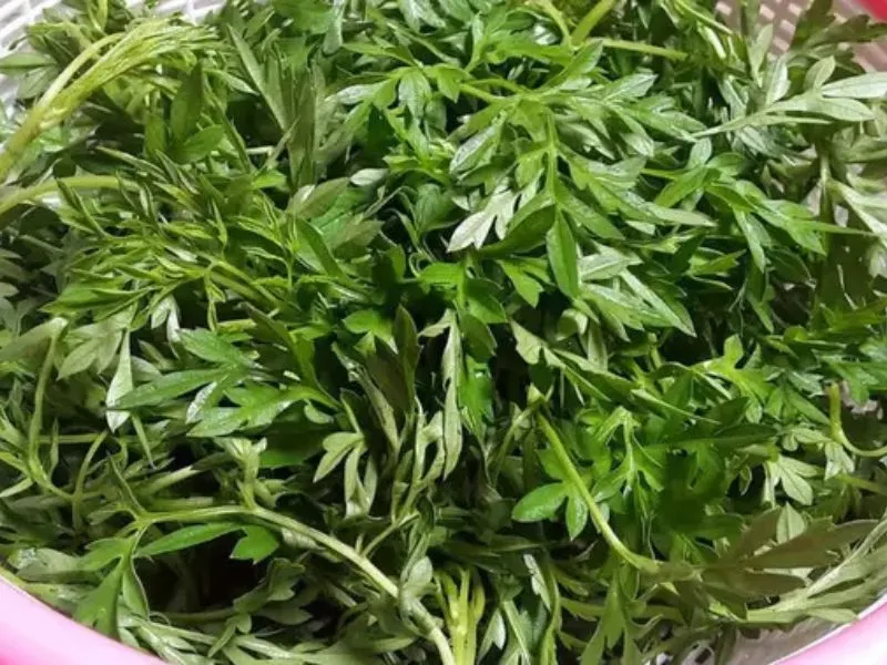 Manfaat Utama Air Rebusan Daun Kenikir