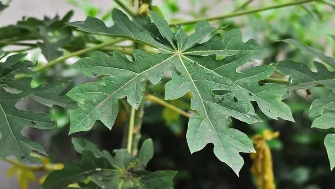 Manfaat Kandungan Daun Pepaya