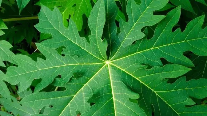 Cara Konsumsi Rebusan Daun Pepaya untuk Hasil Optimal