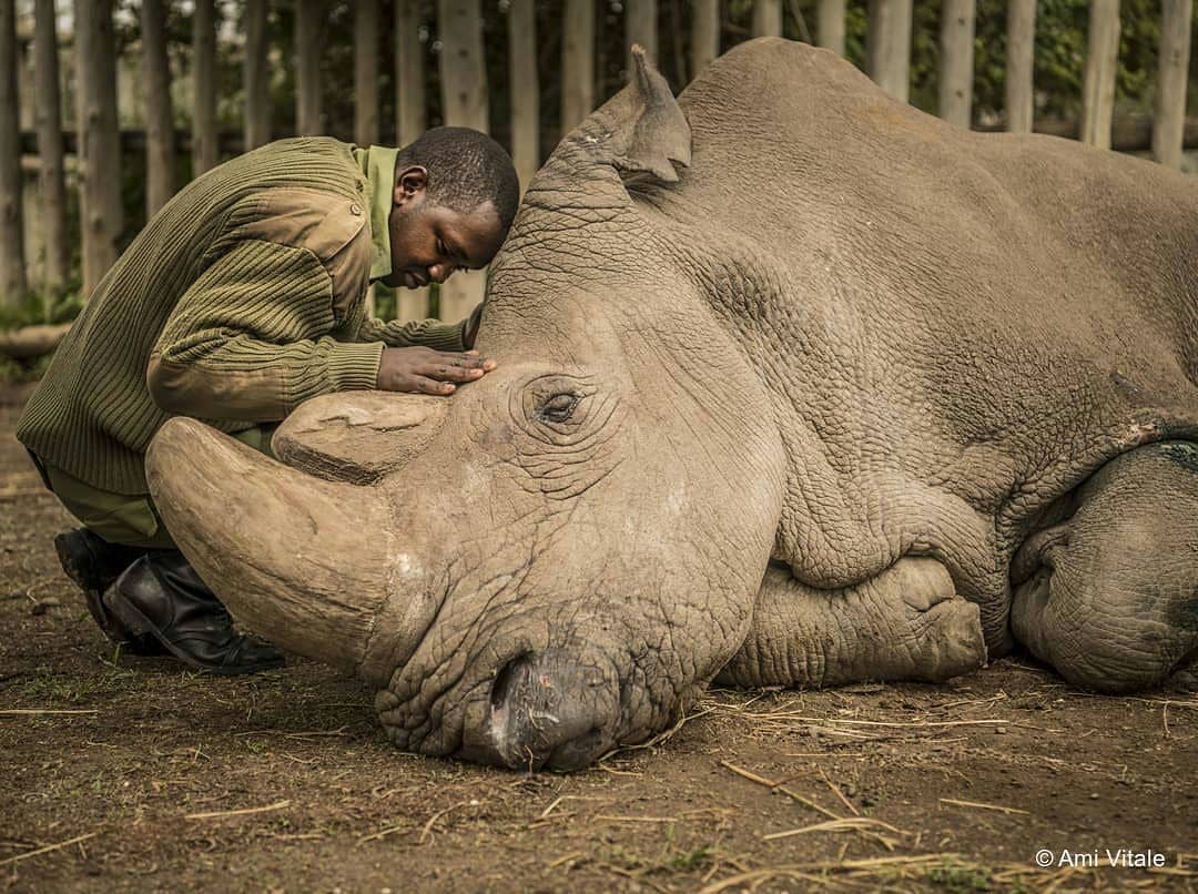 Sudan yang merupakan jantan terakhir dari spesies Badak Putih Utara menghembuskan napas terakhirnya di Kenya © instagram.com/wwf_id