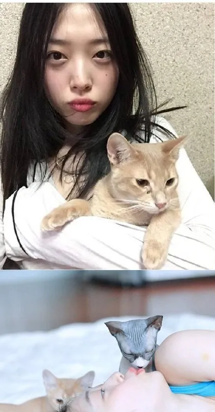 Sulli berpose dengan kucing yang sama dengan di postingan Choiza © Istimewa