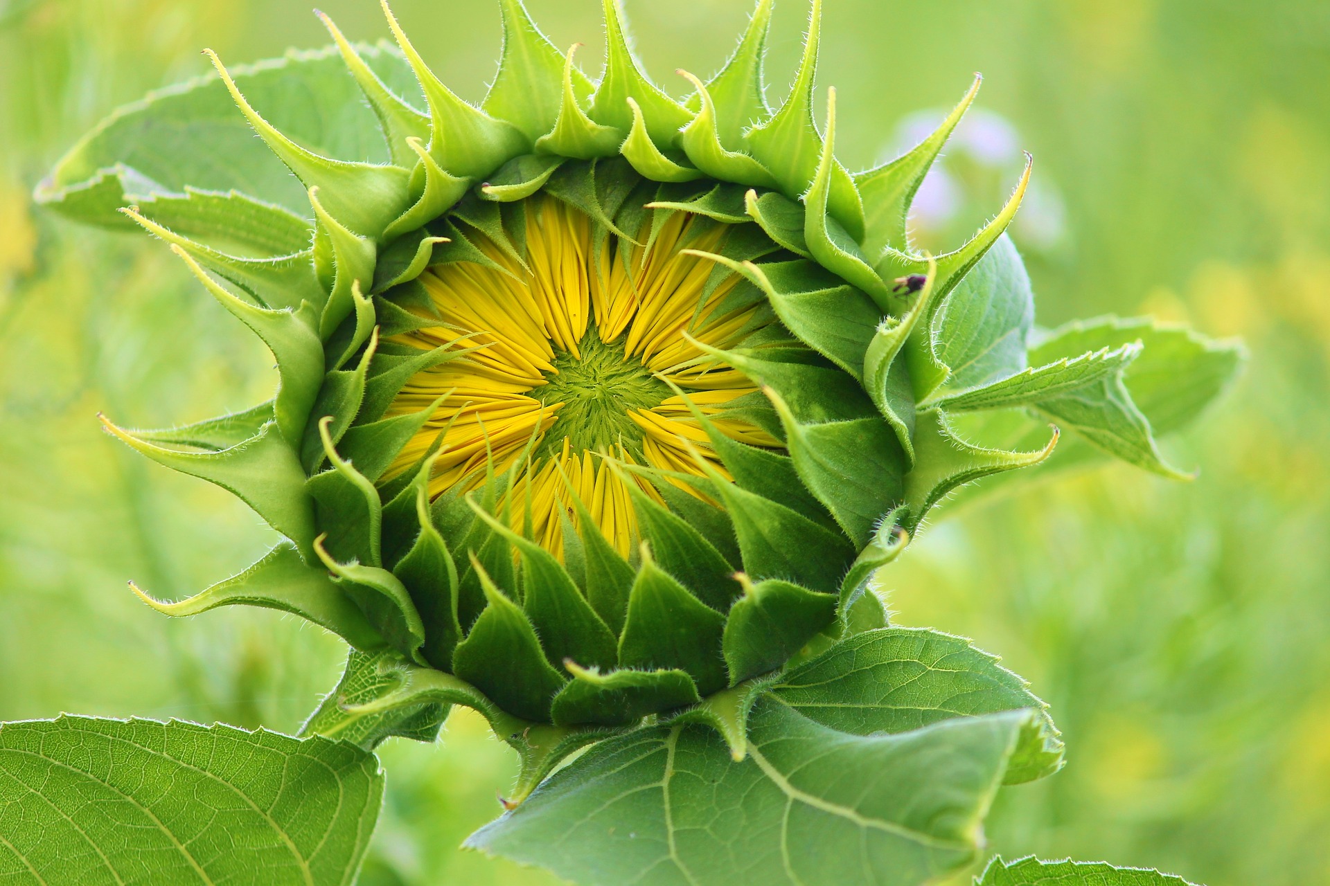Matahari menandakan bahwa bunga matahari mengikuti makhluk terbit selalu hidup hal ini arah Penyebab Bunga