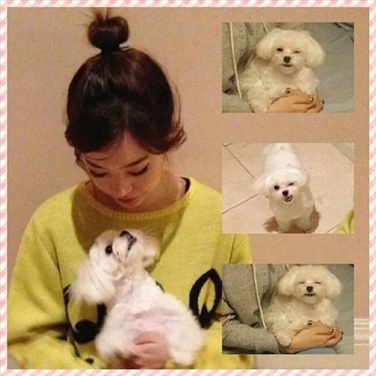 Sunny Girls Generation dan anjing imut milik Tiffany Girls Generation @allkpop.com
