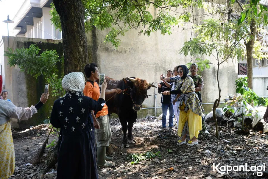 Syahrini dan sapi kurbannya © Muhammad Akrom Sukarya
