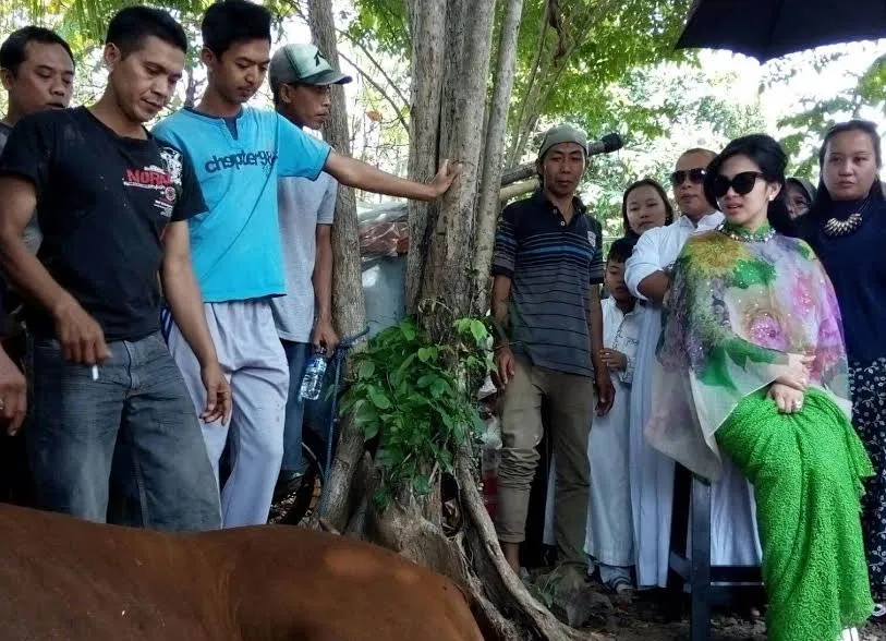 Seperti ini penampilan Syahrini saat menyaksikan penyembelihan hewan qurban. ©KapanLagi.com/Mathias Purwanto