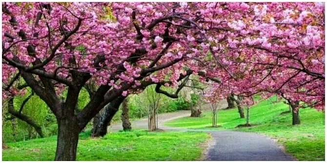 Siapa bilang bunga sakura cuma ada di Jepang? Eits jangan salah, Bogor juga punya lho.