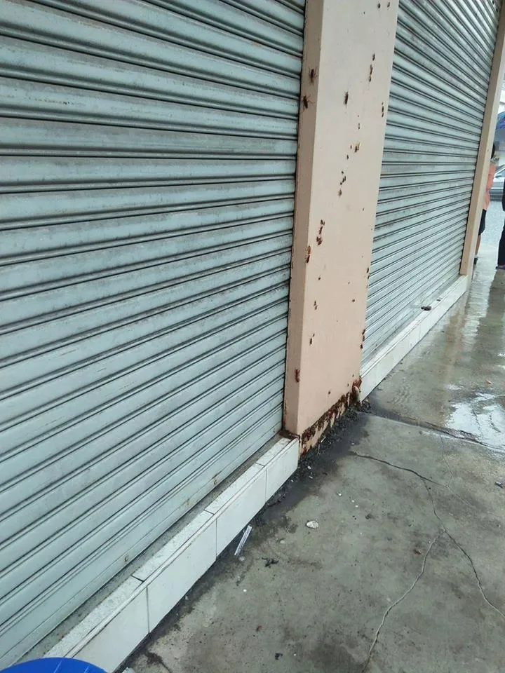 Kecoa-kecoa tersebut naik karena hujan deras © World of Buzz