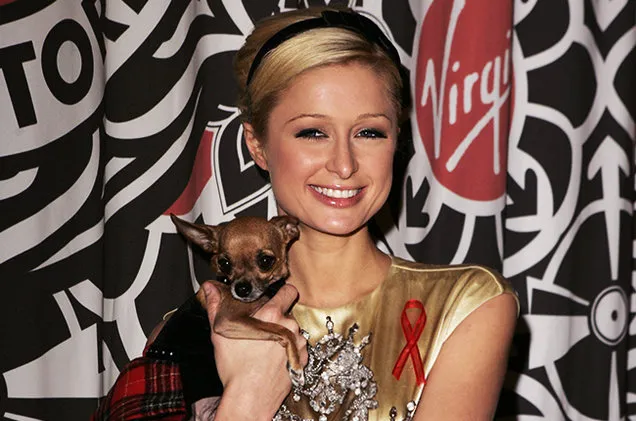 Tinkerbell, Anjing Paris Yang Sudah Mati © Billboard