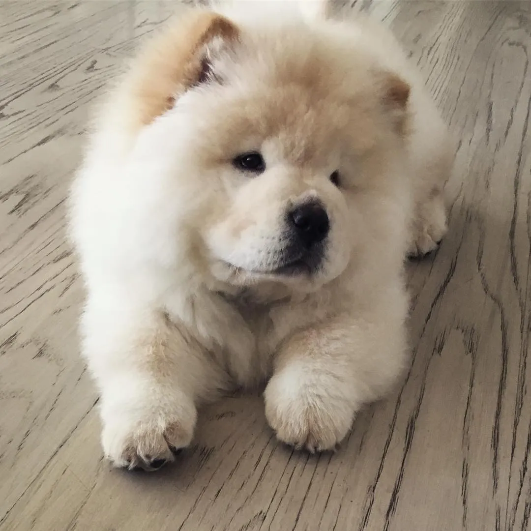 Justin Bieber tutup akun lagi, kali ini giliran Todd yang siap untuk eksis di dunia Instagram © instagram.com/toddthestud