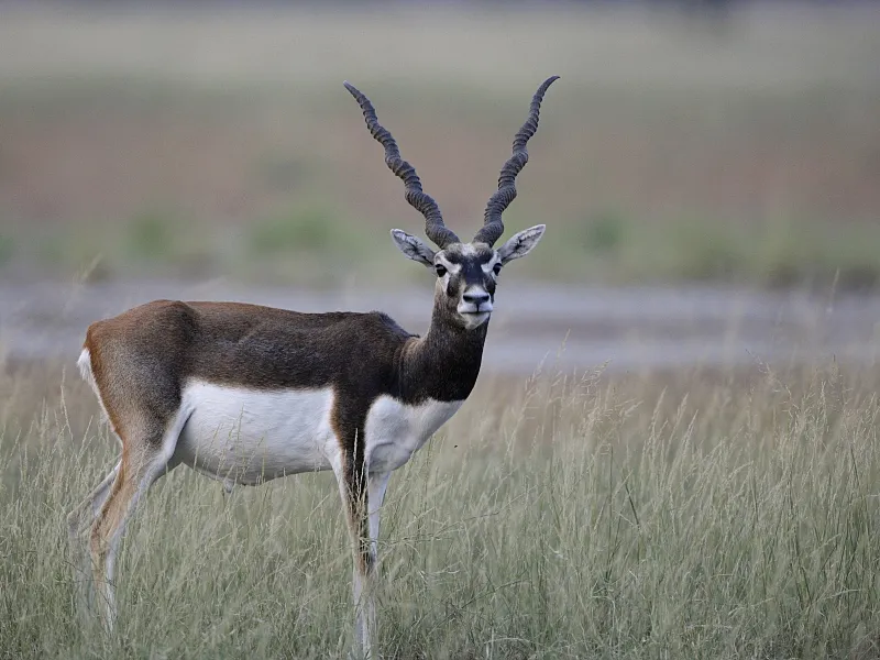 Blackbuck, hewan dilindungi yang dibunuh Salman Khan. @thoothukudi.tn.nic.in