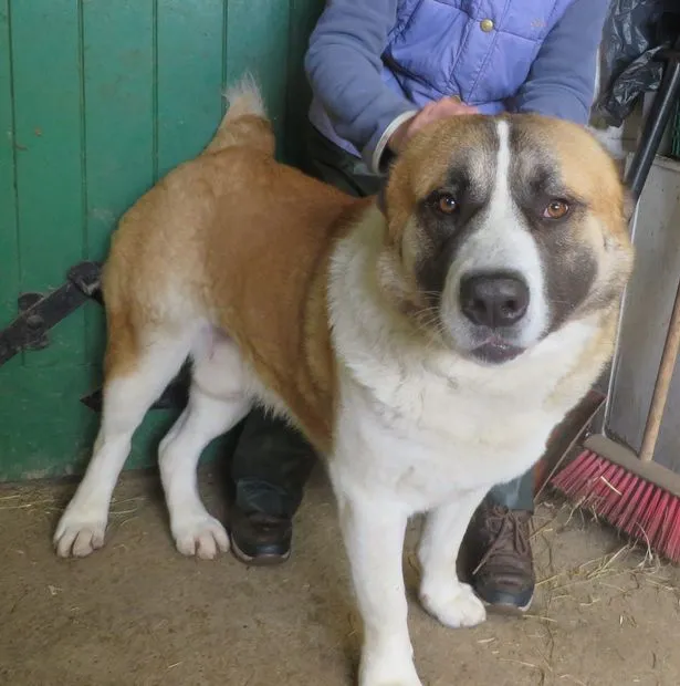 Percaya Nggak Sih Anak Anjing Ini Beratnya Mencapai 63 Kg Plus