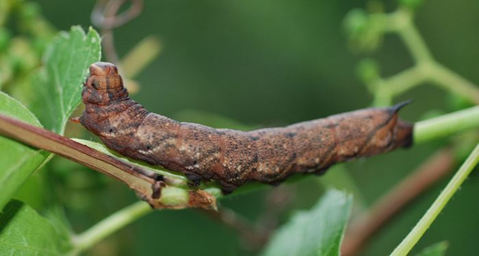 © odditycentral.com/Jayne Yack/”Vocalization in caterpillars: a novel sound-producing mechanism for insects”