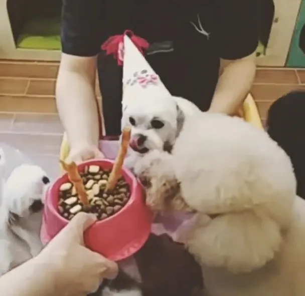 Prince di pesta ultah-nya © instagram.com/anna.shin.169