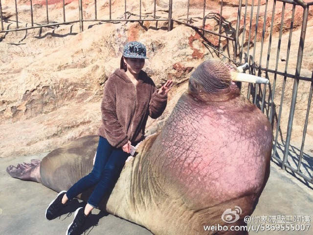 Hendak Selfie Bareng Walrus  Pria Ini Malah Tewas Plus 