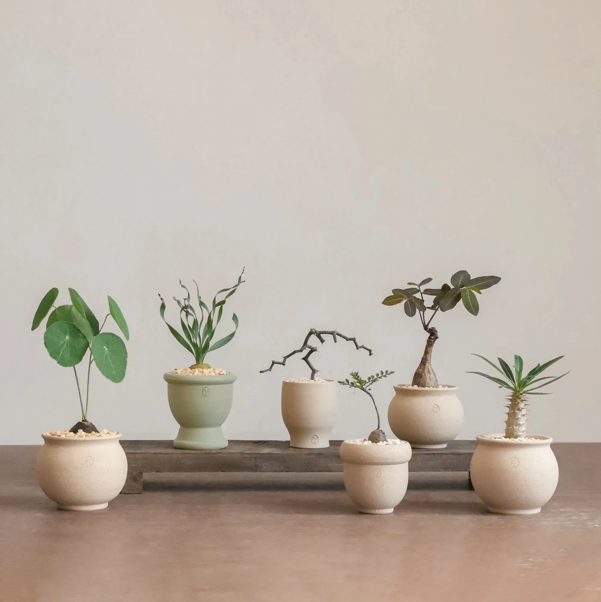 Aesthetic curated plants in Soilboy's signature ceramic pots in New Bahru. (c) Make Studio.