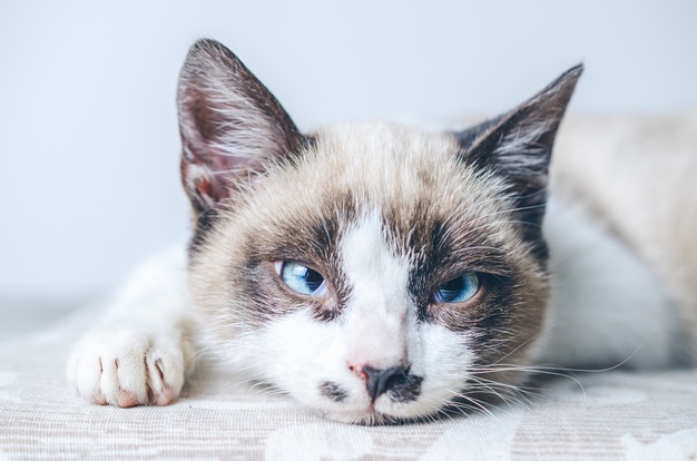 7 Mitos Tentang Kucing yang Paling Populer dan Diyakini Banyak 