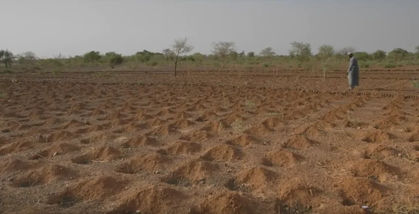 Dengan Teknik Zai, puluhan ribu hektar lahan kini kembali produktif © youtube.com