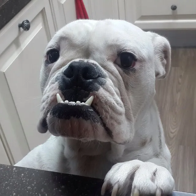 Homie Anjing Taeyang