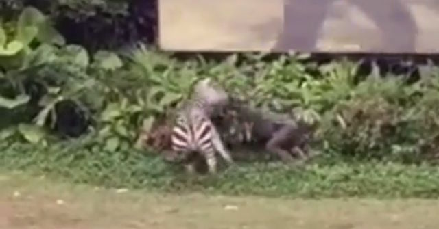 Setelah Harimau Kini Giliran Zebra Serang Petugas Kebun 