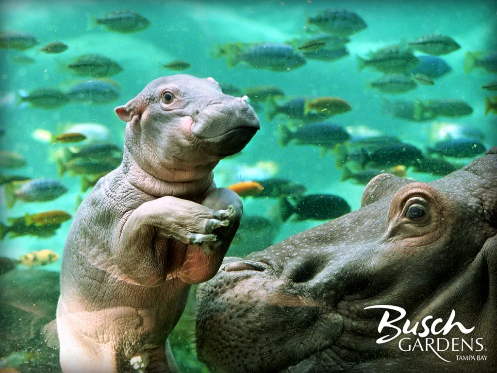 Baby Hippo