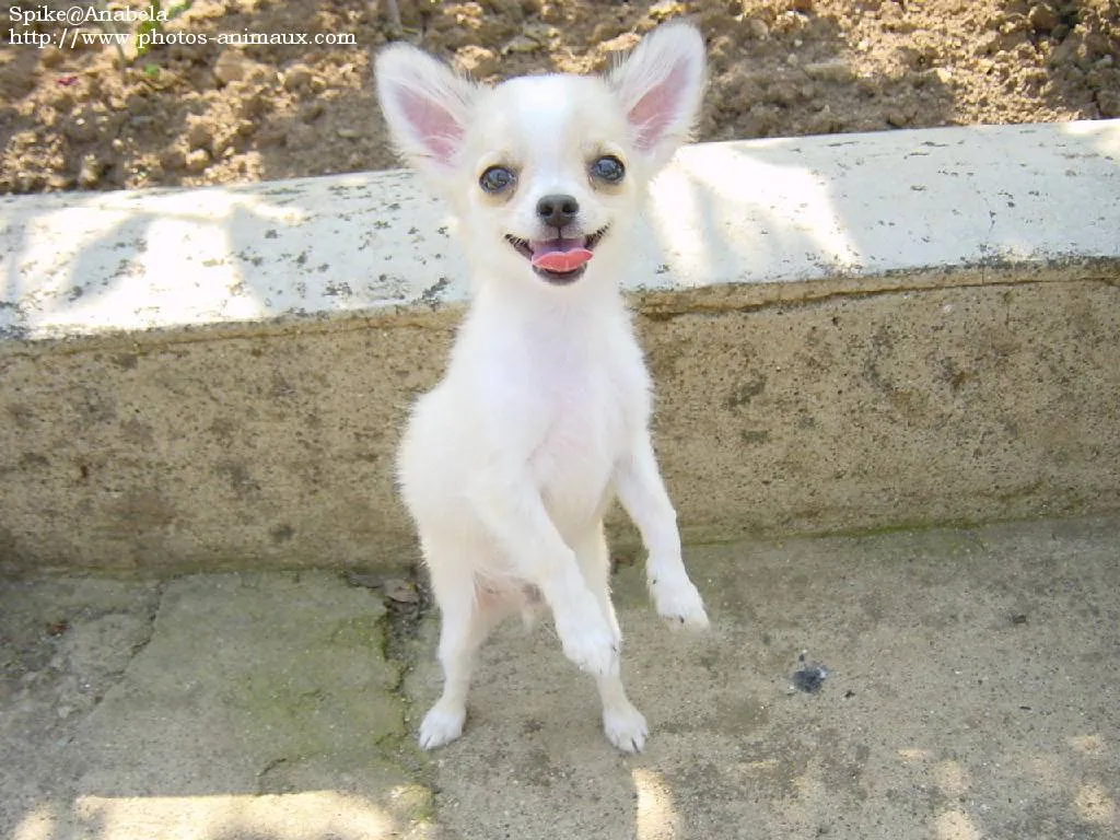 Chihuahua 2