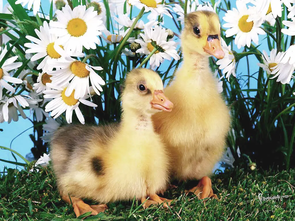 Ducklings