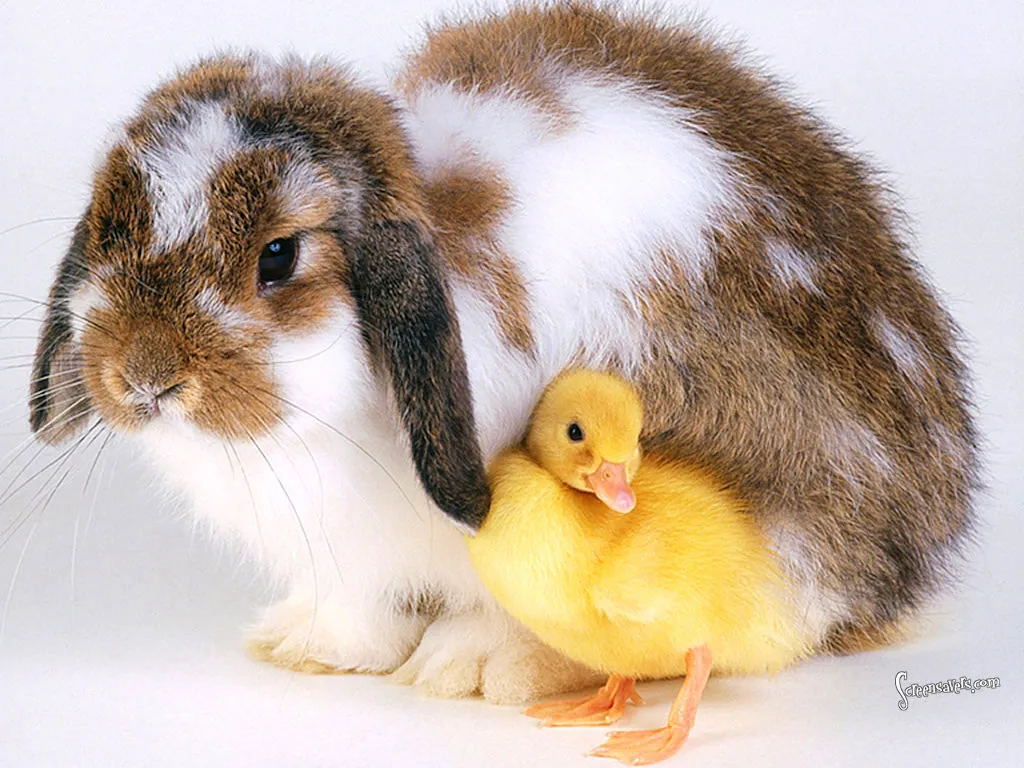 Easter Buddies
