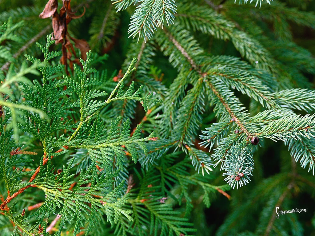 Evergreens