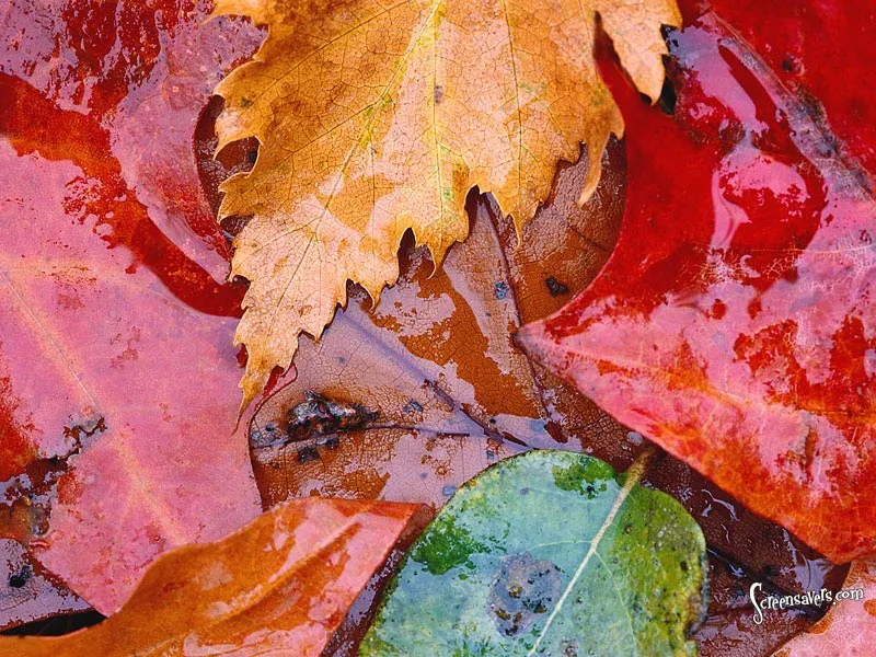 Fall Collage
