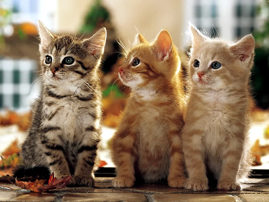 Feline Friends