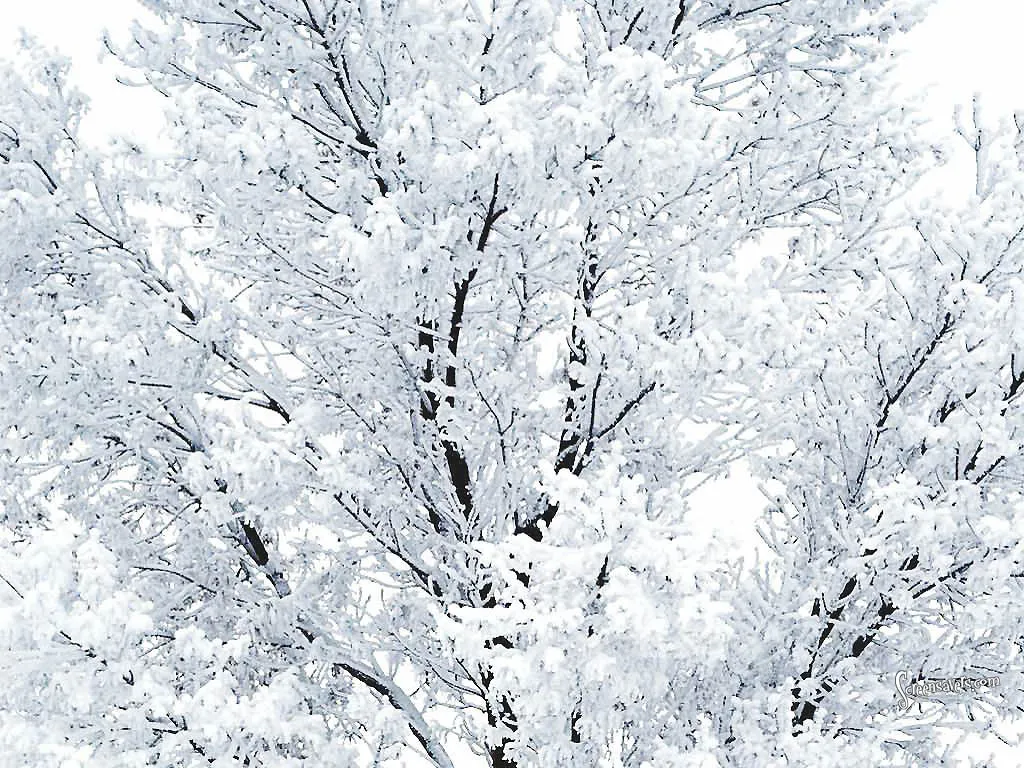 Frosted Tree