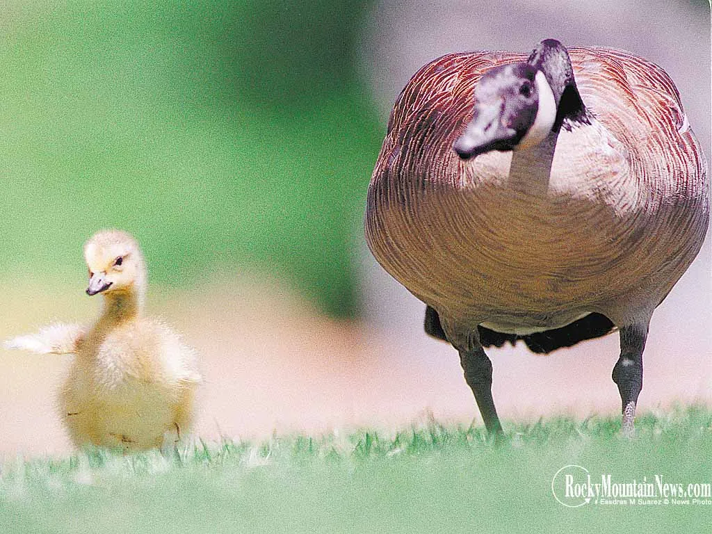 Geese