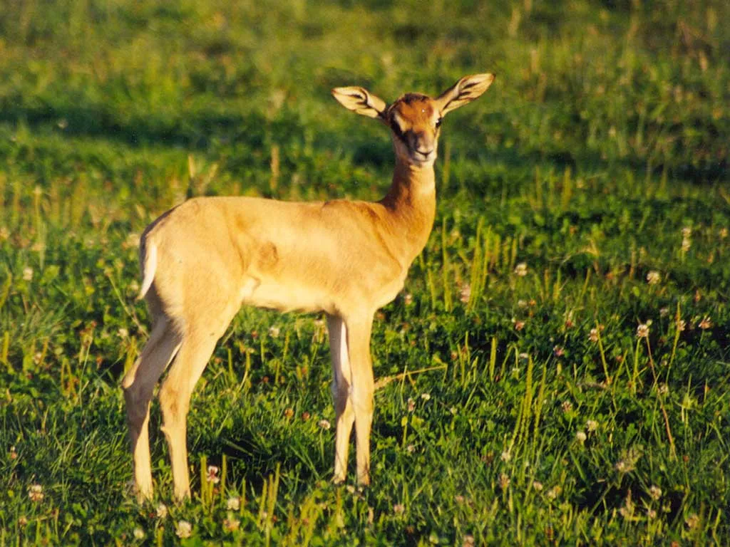 Gerenuk