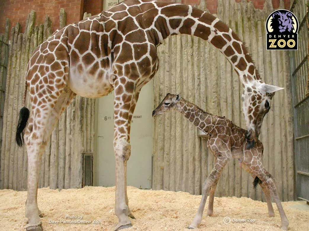 Girrafe