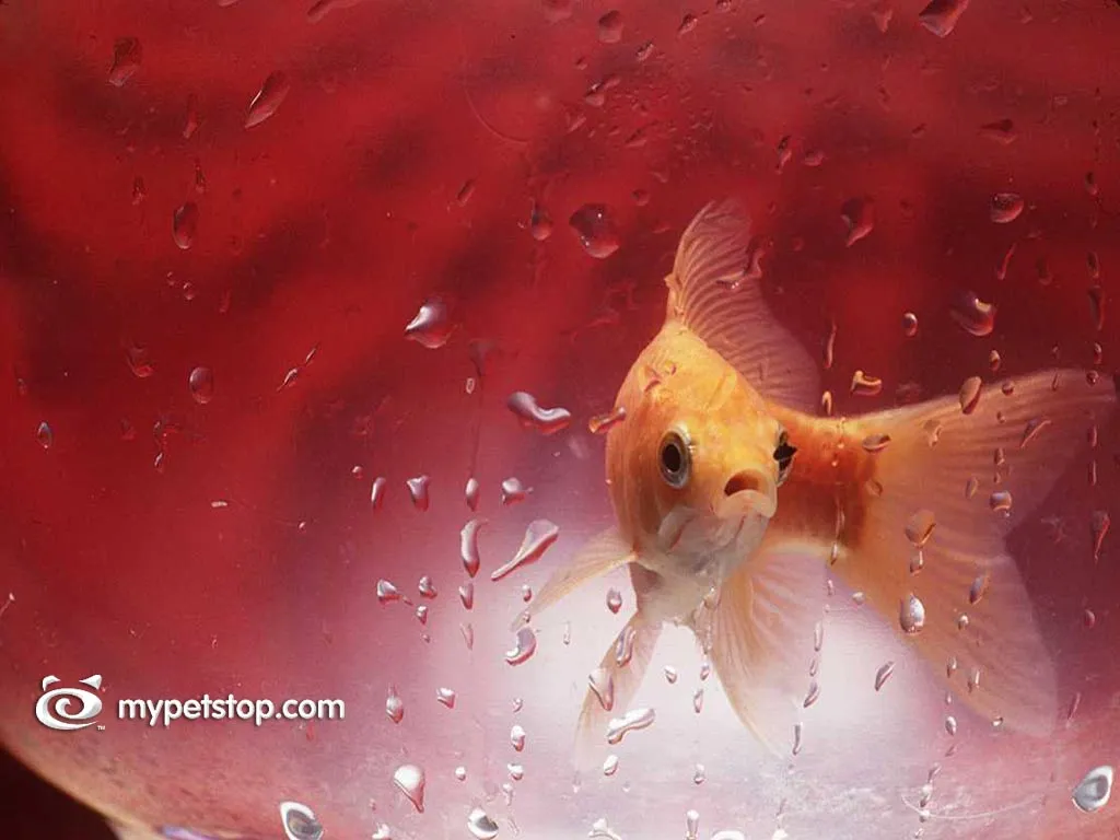Goldfish